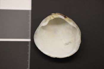 Media type: image;   Malacology 176896 Description: Dry specimen;